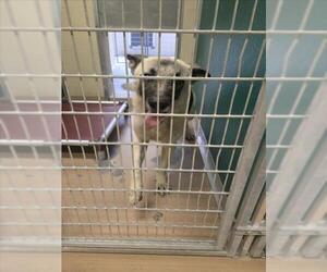 German Shepherd Dog Dogs for adoption in Texas City, TX, USA