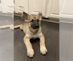 Small Photo #2 German Shepherd Dog Puppy For Sale in BURTON CITY, OH, USA