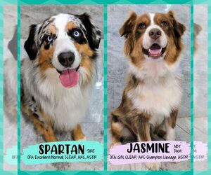 Australian Shepherd Puppy for sale in SOUTH HILL, VA, USA