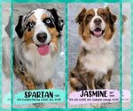 Image preview for Ad Listing. Nickname: Ravens pups