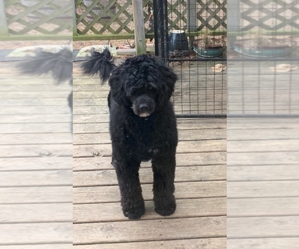 Medium Photo #1 Portuguese Water Dog Puppy For Sale in LAKEVIEW, MI, USA