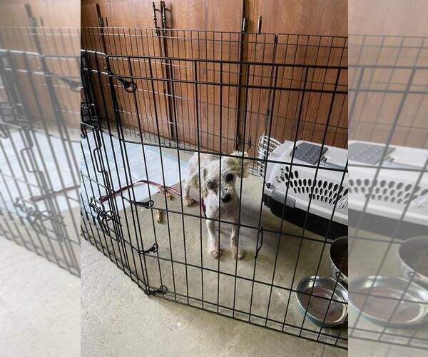Medium Photo #2 Mutt Puppy For Sale in Portland, IN, USA