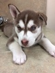 Small Photo #3 Siberian Husky Puppy For Sale in PHOENIX, AZ, USA
