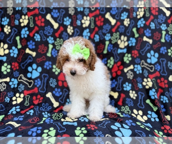 Medium Photo #4 Poodle (Miniature) Puppy For Sale in LAKELAND, FL, USA