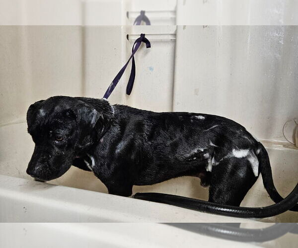 Medium Photo #3 Labrador Retriever-Unknown Mix Puppy For Sale in Lake Forest, CA, USA