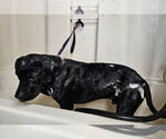 Small #2 Labrador Retriever Mix
