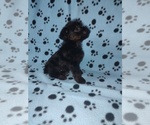 Small #1 YorkiePoo