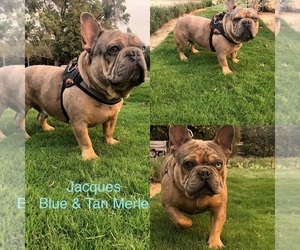 Father of the French Bulldog puppies born on 04/18/2021