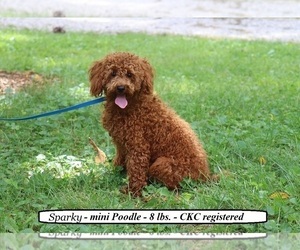 Father of the Cockapoo puppies born on 05/16/2025