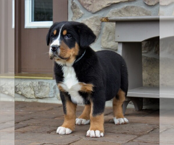Medium Photo #5 Greater Swiss Mountain Dog Puppy For Sale in BIRD IN HAND, PA, USA