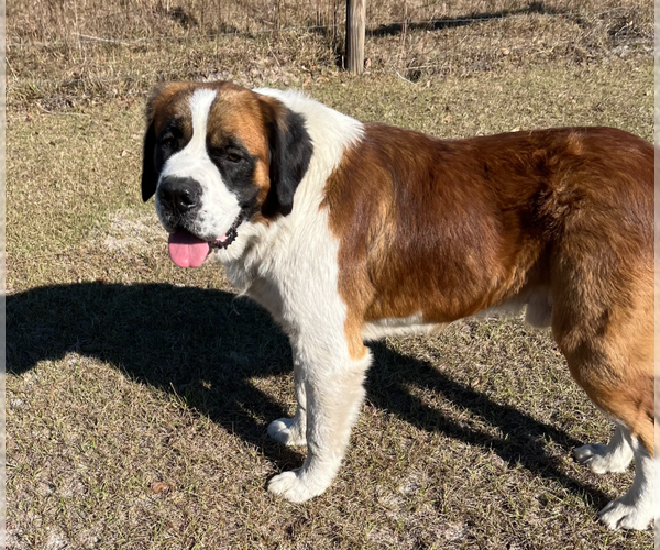 Medium Photo #1 Saint Berdoodle Puppy For Sale in LAKE PARK, GA, USA