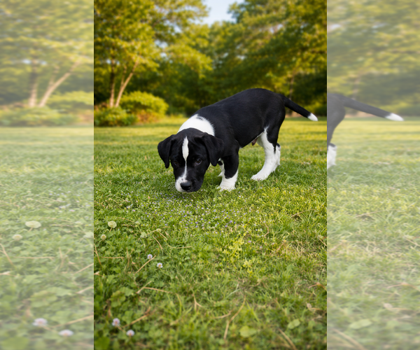 Medium Photo #1 Australian Shepherd-Bulldog Mix Puppy For Sale in McKinney, TX, USA