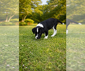 Australian Shepherd-Bulldog Mix Dogs for adoption in McKinney, TX, USA