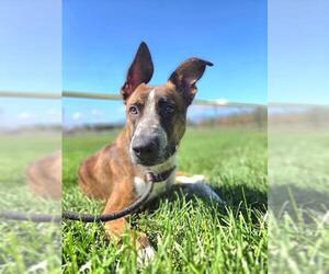 BOUNCY BILL - Male Saluki-Unknown Mix Dog for Adoption - Photo #2
