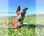 Small Photo #2 Saluki-Unknown Mix Puppy For Sale in West Valley, UT, USA