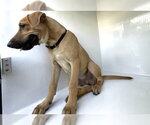 A662359 - Male Labrador Retriever-Unknown Mix Dog for Adoption - Small photo