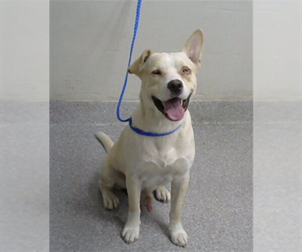 Medium Photo #1 American Pit Bull Terrier-Labrador Retriever Mix Puppy For Sale in Pasadena, TX, USA