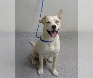 American Pit Bull Terrier-Labrador Retriever Mix Dogs for adoption in Pasadena, TX, USA