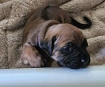 Small #14 Rhodesian Ridgeback