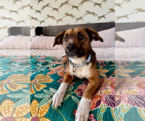 Medium Photo #1 Mutt Puppy For Sale in Germantown, OH, USA