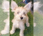 Small Photo #5 Schnauzer (Miniature) Puppy For Sale in LAS VEGAS, NV, USA
