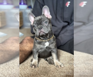 French Bulldog Puppy for sale in SAN DIEGO, CA, USA