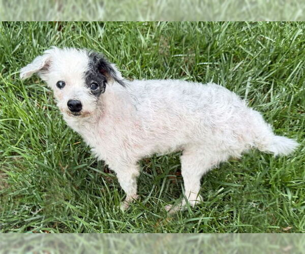 Medium Photo #3 Poodle (Toy)-Unknown Mix Puppy For Sale in Arlington, VA, USA