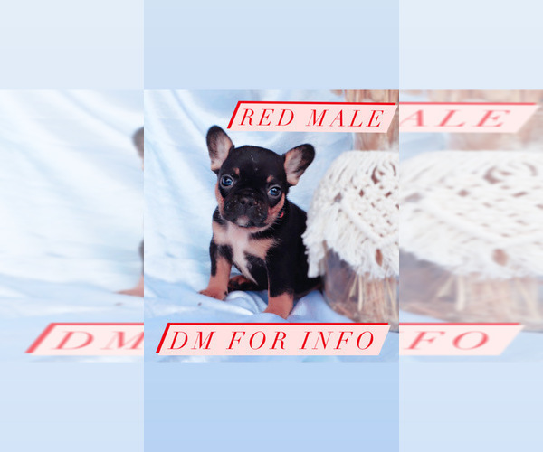 Medium Photo #6 French Bulldog Puppy For Sale in MURRIETA, CA, USA