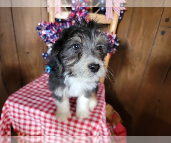 Medium Photo #2 Bernedoodle (Miniature) Puppy For Sale in BLACK FOREST, CO, USA