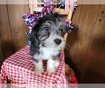 Small Photo #30 Bernedoodle (Miniature) Puppy For Sale in BLACK FOREST, CO, USA