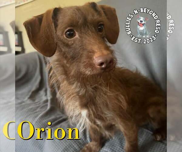 Medium Photo #2 Dachshund-Unknown Mix Puppy For Sale in Omaha, NE, USA