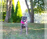 Small #3 Boxer Mix