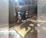 Small #20 Bernedoodle