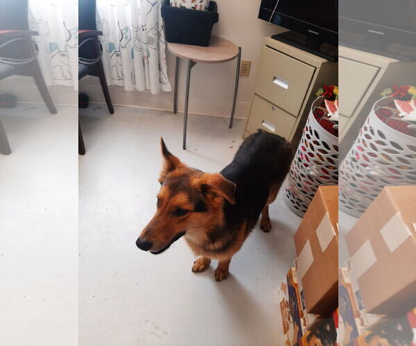 Medium Photo #1 Shollie Puppy For Sale in Mt. Gilead, OH, USA