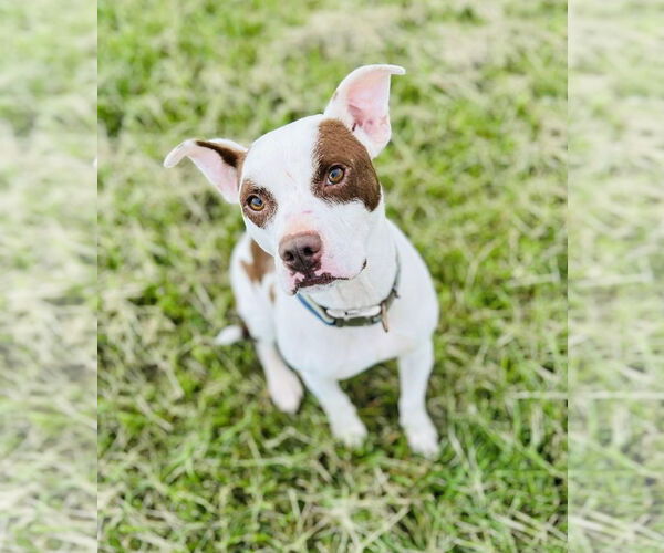 Medium Photo #6 American Pit Bull Terrier-Unknown Mix Puppy For Sale in Germantown, OH, USA