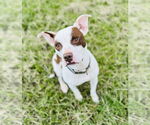 Small #5 American Pit Bull Terrier Mix