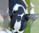 Small #8 Boston Terrier