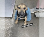 Small Beagle-German Shepherd Dog Mix