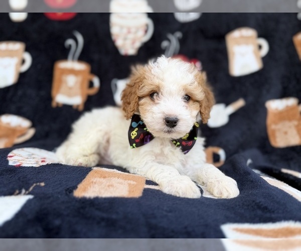 Medium Photo #1 Cavapoo (Miniature) Puppy For Sale in LAKELAND, FL, USA