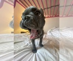 Small #2 French Bulldog