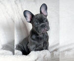 Small Photo #1 French Bulldog Puppy For Sale in BRIDGEWATER, NJ, USA
