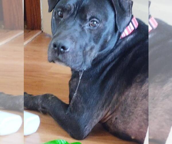 Medium Photo #4 American Pit Bull Terrier-Unknown Mix Puppy For Sale in Rootstown, OH, USA