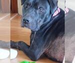 Small #3 American Pit Bull Terrier Mix