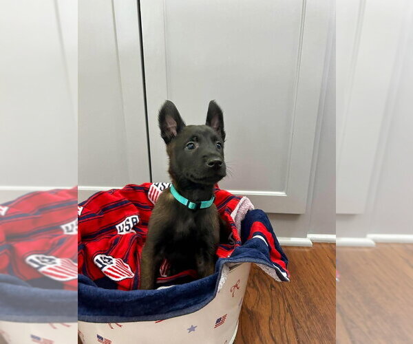 Medium Photo #3 Mutt Puppy For Sale in Imlay City, MI, USA