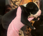 Small #1 American Bully