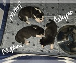 Small Photo #58 Siberian Husky Puppy For Sale in ALTON, IL, USA