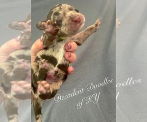 Goldendoodle Puppy for sale in CAMARGO, KY, USA