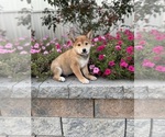 Small #2 Shiba Inu