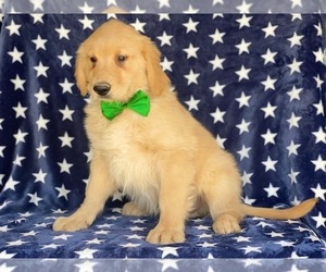 Golden Retriever Puppy for sale in LANCASTER, PA, USA