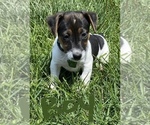 Small Photo #4 Jack Russell Terrier Puppy For Sale in FREEMAN, MO, USA